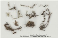 藏品(大葉走燈苔)的圖片